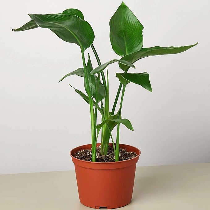 White Bird of Paradise Strelitzia Nicolai Live Plant for Indoor | Different Houseplants in 4'' & 6'' Pot | Real House Plant for Living Room, Office & Desk | Strelitzia Nicolai