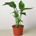 White Bird of Paradise Strelitzia Nicolai Live Plant for Indoor | Different Houseplants in 4'' & 6'' Pot | Real House Plant for Living Room, Office & Desk | Strelitzia Nicolai