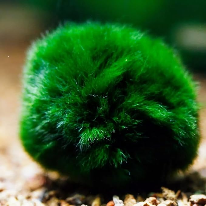 8Pcs Moss Balls for Fish Tank Aquarium Plants Freshwater Moss Ball Decorative, Grrren, 1.2-1.5" (8)