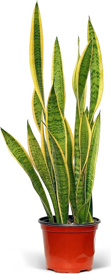Live Sansevieria, Snake Plant, Housewarming Gift, Office Gift, Live Decor, Plant Lover Gift, Evergreen Indoor Plant in 6" Pot