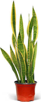 Live Sansevieria, Snake Plant, Housewarming Gift, Office Gift, Live Decor, Plant Lover Gift, Evergreen Indoor Plant in 6" Pot