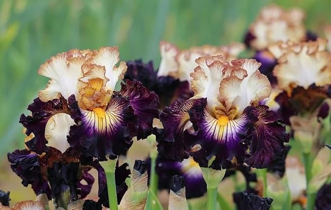 200+ Mixed Iris Flower Seeds - Rare & Beautiful Heirloom Varieties, Perennial Blooms in Stunning Colors for Garden Planting, Ideal for Full Sun and Outdoor Spaces