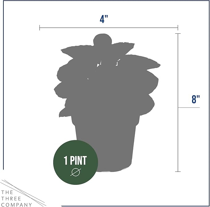Live Begonia - Dark Leaf Cocktail Pink (4 Per Pack), Beautiful Shade Annual, Ships 8" Tall by 4" Wide in 1 Pt Pot