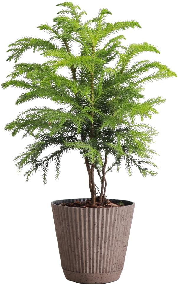 Thorsen's Greenhouse Live Norfolk Island Pine Plant, Christmas Greenery Gift or Decor, Air Purifying Premium Indoor Houseplant, Mature 4" Diameter Pot (Coffee, 4-inch Pot)