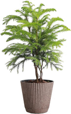Thorsen's Greenhouse Live Norfolk Island Pine Plant, Christmas Greenery Gift or Decor, Air Purifying Premium Indoor Houseplant, Mature 4" Diameter Pot (Coffee, 4-inch Pot)