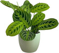 Live Plant, Lemon Lime Maranta Prayer Plant, Pet Friendly, Air Purifying Plant, Easy Care, Easy to Grow Live Indoor Plant, Houseplant, Rare Indoor Plant, Home Décor Pot (Sage)