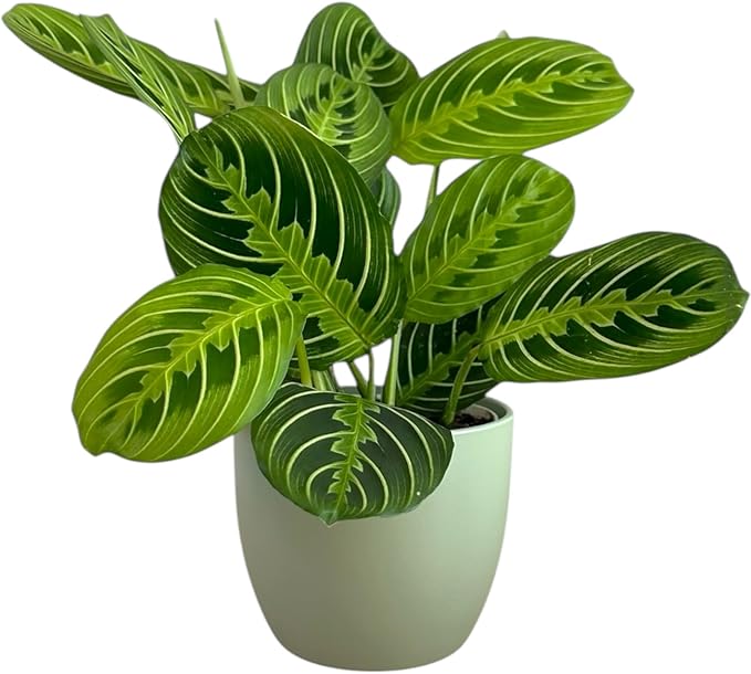 Live Plant, Lemon Lime Maranta Prayer Plant, Pet Friendly, Air Purifying Plant, Easy Care, Easy to Grow Live Indoor Plant, Houseplant, Rare Indoor Plant, Home Décor Pot (Sage)