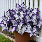 150 Butterfly Leaf Geranium Seeds for Planting, Rare Ornamental Foliage Flower Seeds, Perennial Garden Plants for Indoor and Outdoor Landscaping, Decorative Potted Flower Seeds