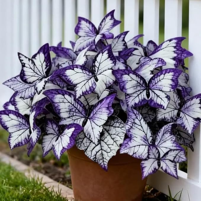 150 Butterfly Leaf Geranium Seeds for Planting, Rare Ornamental Foliage Flower Seeds, Perennial Garden Plants for Indoor and Outdoor Landscaping, Decorative Potted Flower Seeds