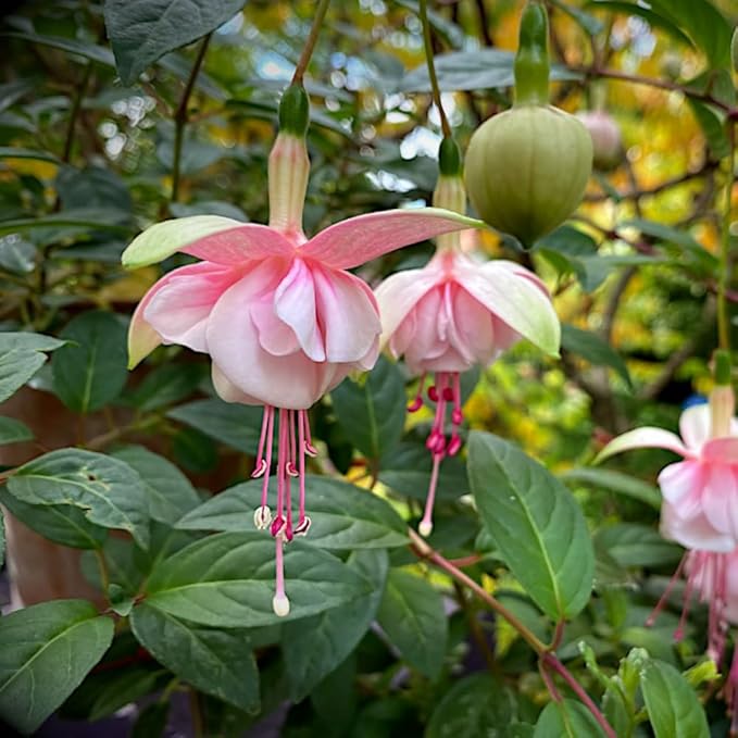 2 Fuchsia Plants, Live Fragrant Fuchsia Flower Bush Shrub, 3-6 Inches Tall (Pink)