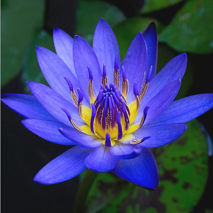 4 Pack Water Lily Tubers Live Aquatic Plant Freshwater Pond Garden Colorful by Greenpro