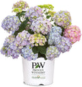 Proven Winners 2 Gal. Let's Dance Skyview Hydrangea Shrub