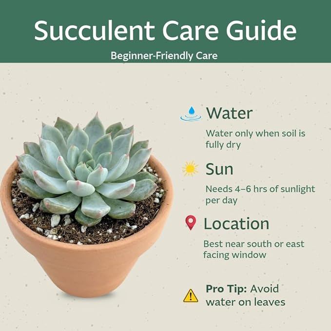 Creations by Nathalie 6 Pack Live Succulent Plants – Assorted Small Indoor Succulents, Bulk Easy Care Live Plants for Events, Wedding Favors, Home, Office & Terrariums