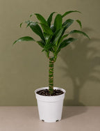 Dracaena Black Beauty Live Plant, Low Light Tolerant Dracaena Plant Live, Air Purifying Plants Live Houseplants, Beginner Friendly House Plants for All Indoors Spaces