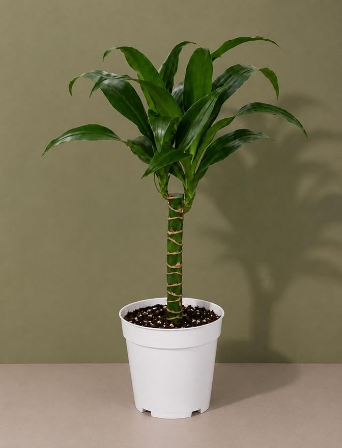 Dracaena Black Beauty Live Plant, Low Light Tolerant Dracaena Plant Live, Air Purifying Plants Live Houseplants, Beginner Friendly House Plants for All Indoors Spaces