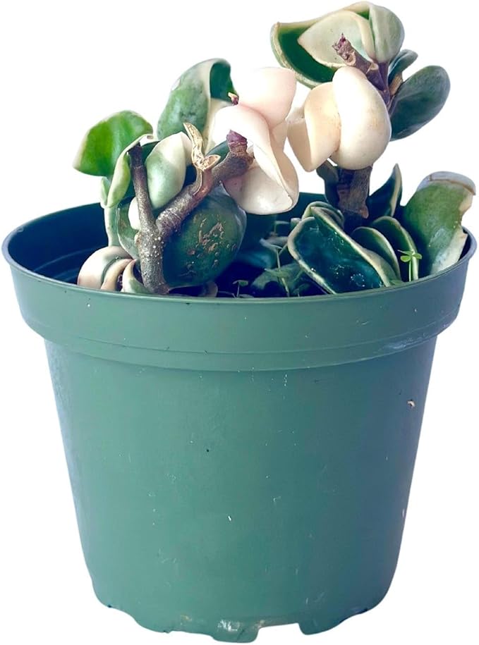 Live Plant Hoya Compacta Hindu Rope Variegated – 4” – Unique Trailing Houseplant with Twisted, Cream-Edged Foliage – Easy Care Indoor Plant (Heat Pack Included)