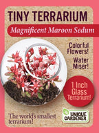 Unique Gardener Tiny Terrarium Plant Seeds 4 Variety Pack, DIY Indoor Succulents and Live Plants for Home or Garden Planting, Assorted Sedum Pack
