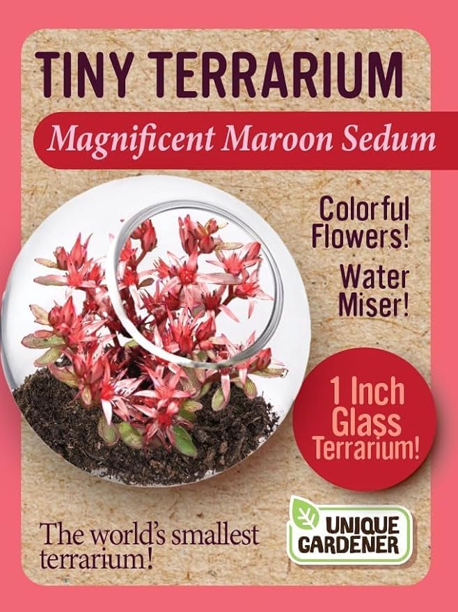 Unique Gardener Tiny Terrarium Plant Seeds 4 Variety Pack, DIY Indoor Succulents and Live Plants for Home or Garden Planting, Assorted Sedum Pack