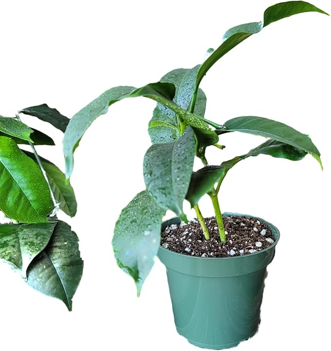 Hoya Shooting Star - Hoya Multiflora - Hoya Plants Live Houseplants - Stunning Shooting Star-Shaped Blooms - Air Purifying Tropical Vine - CA Seller (2 Plants in 4.5" Pot)