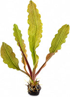 Madagascar Lace Plant Aponogeton madagascariensis, Live Aquarium Plant, Freshwater Aquatic Bulbs, Easy to Grow, Ideal for Planted Aquariums & Aquascapes Awesome Aquatic