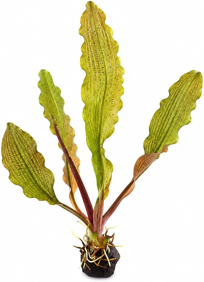 Madagascar Lace Bulb Aponogeton madagascariensis, Live Aquarium Plant, Freshwater Aquatic Bulbs, Easy to Grow, Ideal for Planted Aquariums & Aquascapes Awesome Aquatic