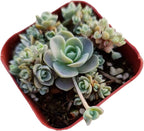 Live Cactus and Succulent Plants (2" Pot Orostachys Boehmeri Chinese Dunce Cap)
