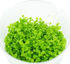 Micranthemum Monte Carlo Compact Tissue Culture Vitro Cup Freshwater Carpet Live Aquarium Plants Decoration BUY2GET1FREE