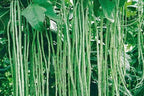 Bundle: Yard Long Pole Bean Seeds+ Ping Tung Long Eggplant Seeds