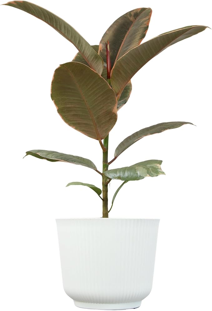 Altman Plants 'Ruby' Live Ficus Tree in 6 Inch White Plastic Plant Pot, Easy Plant Gift, Desk Plant & Office Plant, Variegated Rubber Plant Live Indoor Plant Decor in Indoor Plant Potting Soil Mix