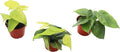Three Heart-Shaped Philodendrons - 4'' from California Tropicals