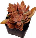 Live Succulent Cactus Plants from USKC (2"Pot) (Graptosedum Vera Higgins)