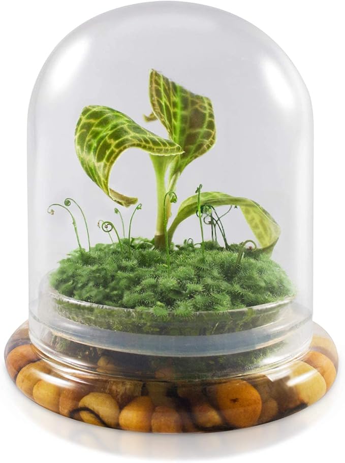 Bloomify Jewel Orchid, Live Orchid in Self-Sustaining Ecosystem, 100% Maintenance Free Healthy Terrarium Plants Guarantee, Great as Office and Home Decor (M. sanderiana with Moss)