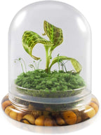 Bloomify Jewel Orchid, Live Orchid in Self-Sustaining Ecosystem, 100% Maintenance Free Healthy Terrarium Plants Guarantee, Great as Office and Home Decor (M. sanderiana with Moss)