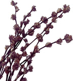 Live Organic Golden Tendril Basket Plant (Callisia fragrans) One Cutting or Pup - Perfect for Hanging Baskets - Easy to Grow