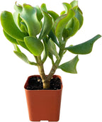 Sprout N Green Ripple Jade - Crassula Arborescens Undulatifolia, Rare Cute Succulent Plant Fully Rooted in 2" Pot, Keep Away from Pets