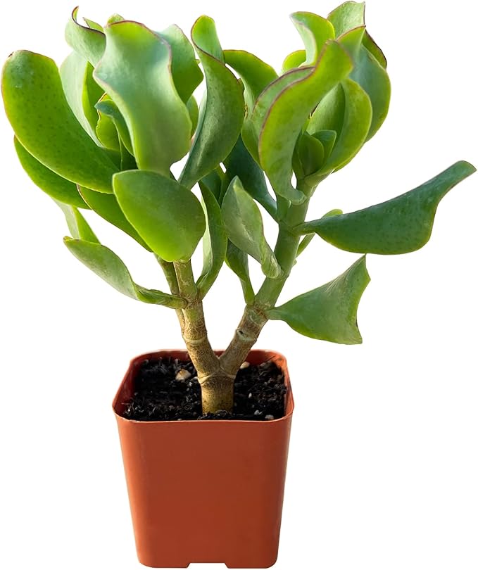 Sprout N Green Ripple Jade - Crassula Arborescens Undulatifolia, Rare Cute Succulent Plant Fully Rooted in 2" Pot, Keep Away from Pets