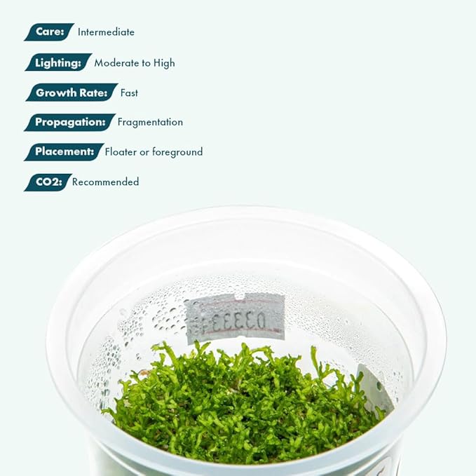 SubstrateSource Live Plant - Riccia Fluitans Tissue Culture Aquatic Live Aquarium Plant Grass Carpet for Aquascape - 100% Snail Free in Vitro Cup (Riccia Fluitans)