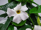 White Mandevilla Plant Live Hanging Basket - 12" Basket - Overall Size 14" Wide by 18" Tall - Tropical Plants of Florida (Plant Only)…