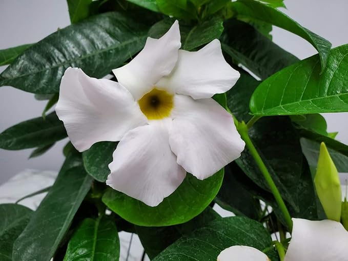 White Mandevilla Plant Live Hanging Basket - 12" Basket - Overall Size 14" Wide by 18" Tall - Tropical Plants of Florida (Plant Only)…