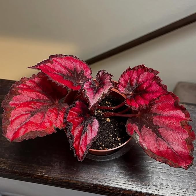 Begonia Live Plant, Begonias Live Plant, Rare Begonias Plants, 5-7 Inches in Height for Indoor Houseplant (Red Begonia)