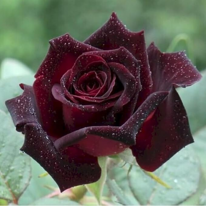 Velvet Red Black Climbing Rose Live Plant, Can Grow As Rose Bushes Shrubs, Fragrant Ready to Plant, Starter Size, 5 to 10 Inc Tall, Dormant in Winter
