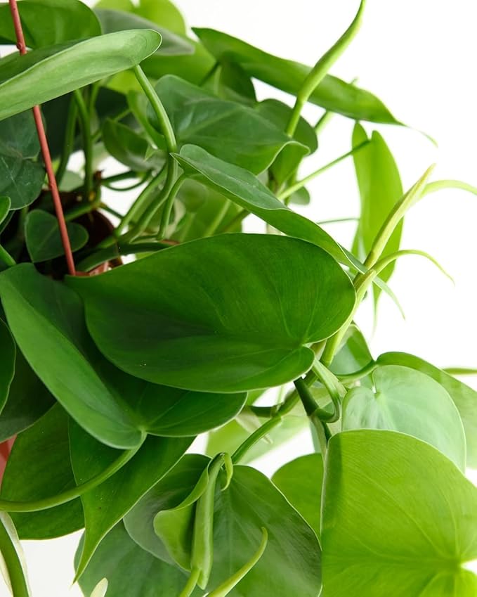Shop Succulents Heartleaf Philodendron Cordatum, Live Indoor Houseplant, Easy Care Trailing Plant for Home Decor, Office, Room Decoration, Perfect Housewarming Gift, 6 Inch Pot