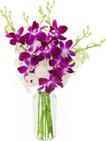 KaBloom Flowers - Bouquet of 10 Purple and 10 White Orchid with Vase for Birthday, Sympathy, Anniversary, Get Well, Thank You, Valentine, Mother’s Day Flower