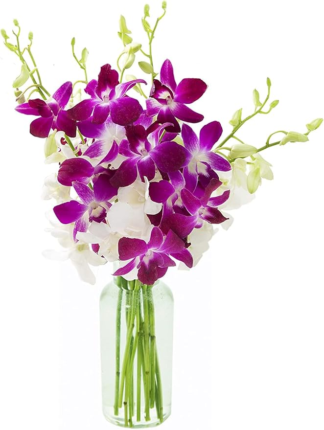 KaBloom - 5 Purple and 5 White Orchid with Vase - Fresh Flowers for Birthday, Valentine's & Mother's Day