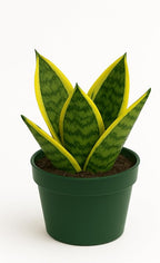 Sansevieria trifasciata ‘Superba’ Live Plant in 4” Pot – Dwarf Snake Plant with Golden Variegated Leaves – Mother in Law Tongue Sansevieria Plant for Home Decor or Gifts