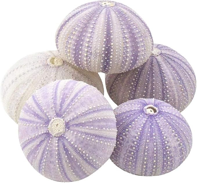 Nautical Crush Trading Sea Urchins Shells for Air Plants - 5 Purple (1.5-2.5") Sea Urchin Shells - Hanging Air Plant Holder - Air Plants Live Holders - Air Plant Pot - No Plants Included
