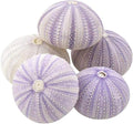 Nautical Crush Trading Sea Urchins Shells for Air Plants - 5 Purple (1.5-2.5") Sea Urchin Shells - Hanging Air Plant Holder - Air Plants Live Holders - Air Plant Pot - No Plants Included