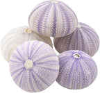 Nautical Crush Trading Sea Urchins Shells for Air Plants - 5 Purple (1.5-2.5") Sea Urchin Shells - Hanging Air Plant Holder - Air Plants Live Holders - Air Plant Pot - No Plants Included