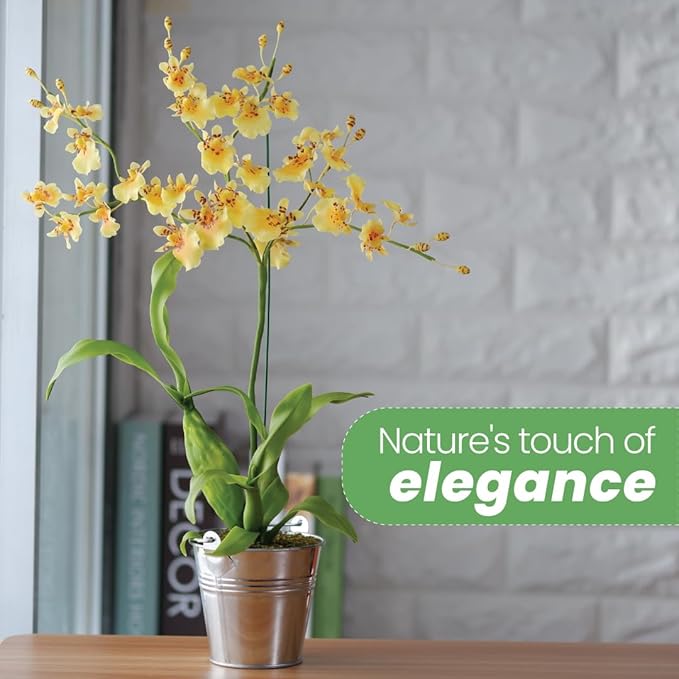 American Plant Exchange Live Oncidium Orchid Plant with Colorful Flowers, Dancing Lady Orchid, Ideal for Home and Garden Decor, 4" Pot