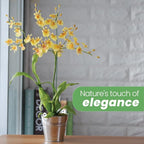 American Plant Exchange Live Oncidium Orchid Plant with Colorful Flowers, Dancing Lady Orchid, Ideal for Home and Garden Decor, 4" Pot